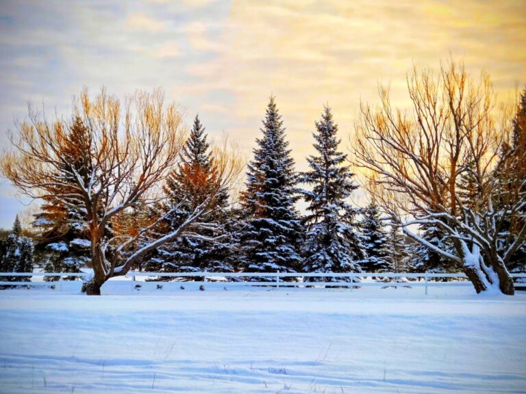 Snow-covered winter landscape with trees, white fence, and golden sunset sky